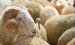 Mezitli'de kurban kesim ve satış noktaları belirlendi