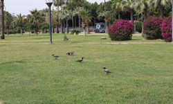 Mersin Atatürk Parkı’nda serçeler yerini kargalara bıraktı