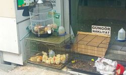 Petshoplardaki dar kafesler ve kötü koşullar tepki çekiyor