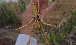 Adıyaman'da dev çekirge görüntülendi