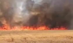 Harran'da 300 dönümlük buğday tarlasında yangın