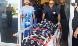 Hayvanlarını otlatırken ayı saldırısına uğradı, Kangallar imdadına yetişti