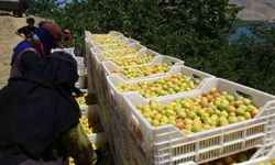 Malatya'da 'sarı altın' hasadı başladı, ilk ürünler Avrupa yolunda