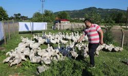Ordu'da kaz bereketi: 20 ile başladı, 220'ye çıktı