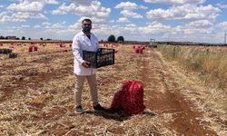 Şanlıurfa'da sarımsak hasadı devam ediyor