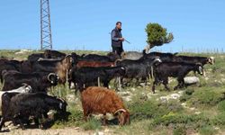 Türkiye'nin keçi yetiştirme merkezi Mersin: Toroslar yeşerdi, Yörüklerin zorlu mesaisi başladı