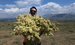 Yayla muzunu vatandaş kendi topluyor