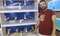 Muhabbet kuşlarına nasıl bakılmalı? Nelere dikkat edilmeli?
