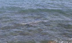 Mersin’de deniz suyunun ısınmasıyla müsilaj görülmeye başladı