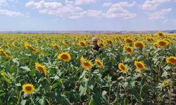 Anıza ayçiçeği ekimi yapan çiftçi kazanıyor