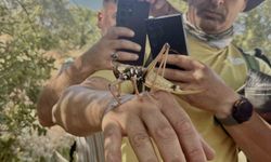Diyarbakır'da görülen etçil çekirgeler boyutlarıyla dikkat çekti