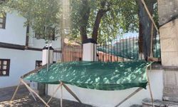 Dökülen dutlar için ağlı önlem