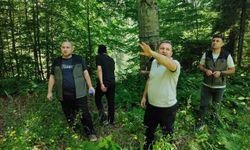 Düzce'de doğal gençleşme