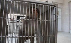 Firari maymun, ortalığı birbirine kattığı konteyner kentte kendisine ekmek vermek isteyen kadını yaraladı