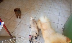 Petshoplarda yasak deliniyor: Cins kedi ve köpekler hala satışta