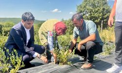Bilecik'te yaban mersini hasadı yerinde incelendi