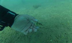 Bodrum'da deniz dibinden çıkanlar şaşırttı: Torba sahilinden 75 kilo atık çıkarıldı