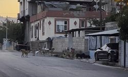 Gaziantep'te tedirgin eden görüntü: Başıboş sokak köpekleri sürü halinde