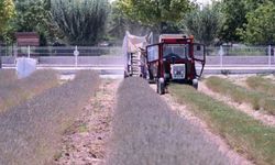 Karatay Lavanta Bahçesi'nde hasat başladı