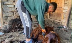 Kavurucu sıcaklar küçükbaş hayvanlarda kırkım mesaisini başlattı