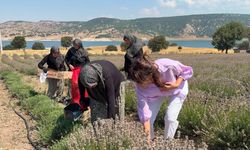 Kütahya'da 5 yıllık lavanta emeğinin hasadı kadınlara umut oldu