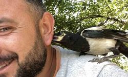 Perişan ismini verdiği saksağanı omuzundan indirmiyor
