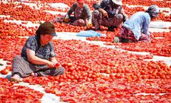 Torbalı'da 'Kırmızı Altın' mesaisi