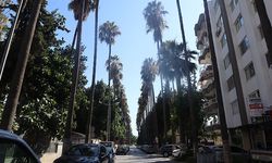 Tarihi 1940’lı yıllara dayanan Mersin’deki palmiyeli yol ilgi odağı olmayı sürdürüyor