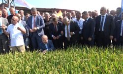 Bafra'da Türkiye'nin ilk çeltik ağası seçildi