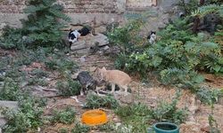 Bir kediyle başladı, kedi sokağına dönüştü