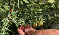 Çin tıbbının 2 bin yıllık şifa kaynağı 'Goji Berry' Bitlis topraklarında hayat buldu