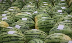 Diyarbakır'ın devasa karpuzları yarışma için özenle muhafaza ediliyor