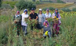 Ladik fasulyesinde hasat zamanı