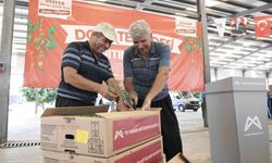 Mersin'de 200 üreticiye yüzde 70 hibeli domates fidesi desteği
