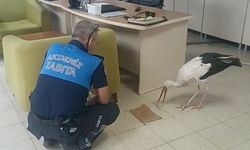 Mersin'de yaralı halde bulunan leylek koruma altına alındı