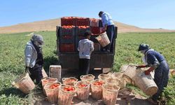 Mevsimlik işçilerin tarlada ekmek mücadelesi