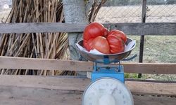 Osmaniye'de ata tohumundan 2 kiloluk dev domates yetiştirdi