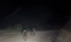 Yayla yolunda doğanın beklenmedik sürprizi