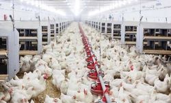 Tavuk eti üretimi Temmuz ayında yüzde 8,4 oranında artarak 251 bin 861 ton oldu