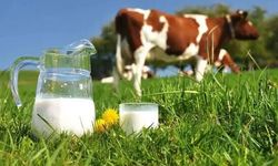 Ticari süt işletmelerince 987 bin 634 ton inek sütü toplandı