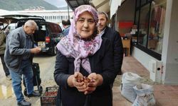 Dünyaca ünlü Erfelek kuzu kestanesi tezgahlarda
