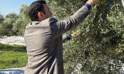 Kuyucak'ta zeytin bahçelerinde hasat mesaisi