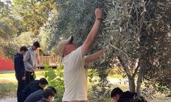 Nihal Erdem Anadolu Lisesi öğrencileri ihtiyaç sahibi arkadaşları için zeytin topladı