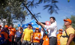 Tarsus'ta zeytinler lösemili çocuklar için toplandı