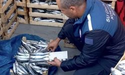 Mersin'de yasa dışı balık avcılığına karşı denetimler sürüyor