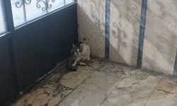 Mersin’de sokak hayvanları sağanak nedeniyle apartman girişlerine sığındı