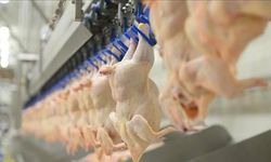 Ağustos ayında tavuk eti üretimi 237 bin 749 ton olarak gerçekleşti