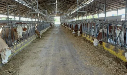 Çiftlikte teknolojiyi yenileyince üretim 2 katına çıktı