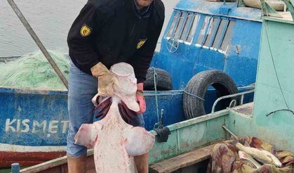Havyarı 2 milyon liraya satılıyor: Tunceli’de 42 kiloluk Sibirya Mersin balığı ağlara takıldı
