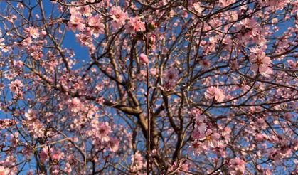 Mardin’de badem ağacı erken çiçek açtı